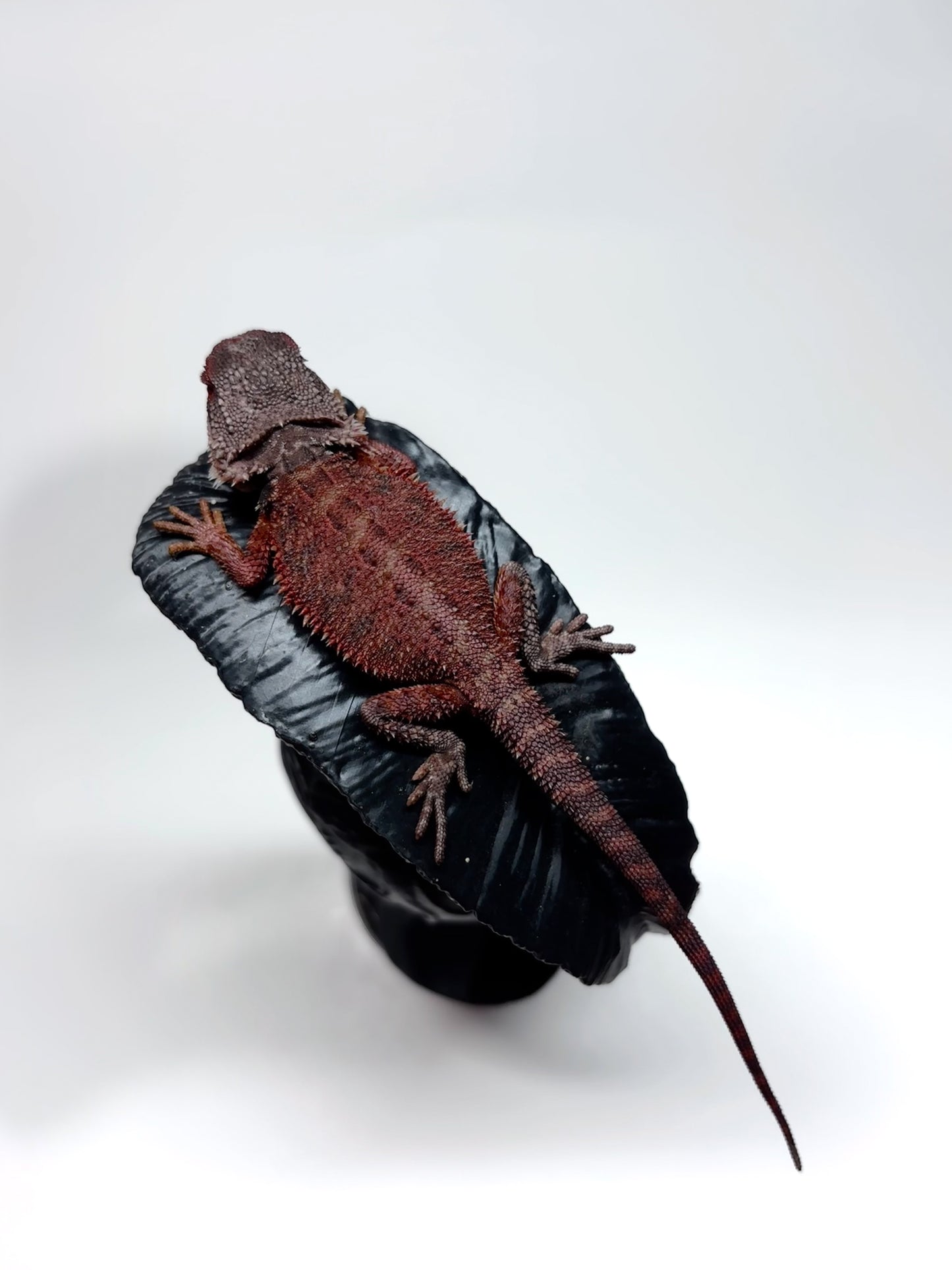 🩸#23 Red Monster Trans Tiger🩸