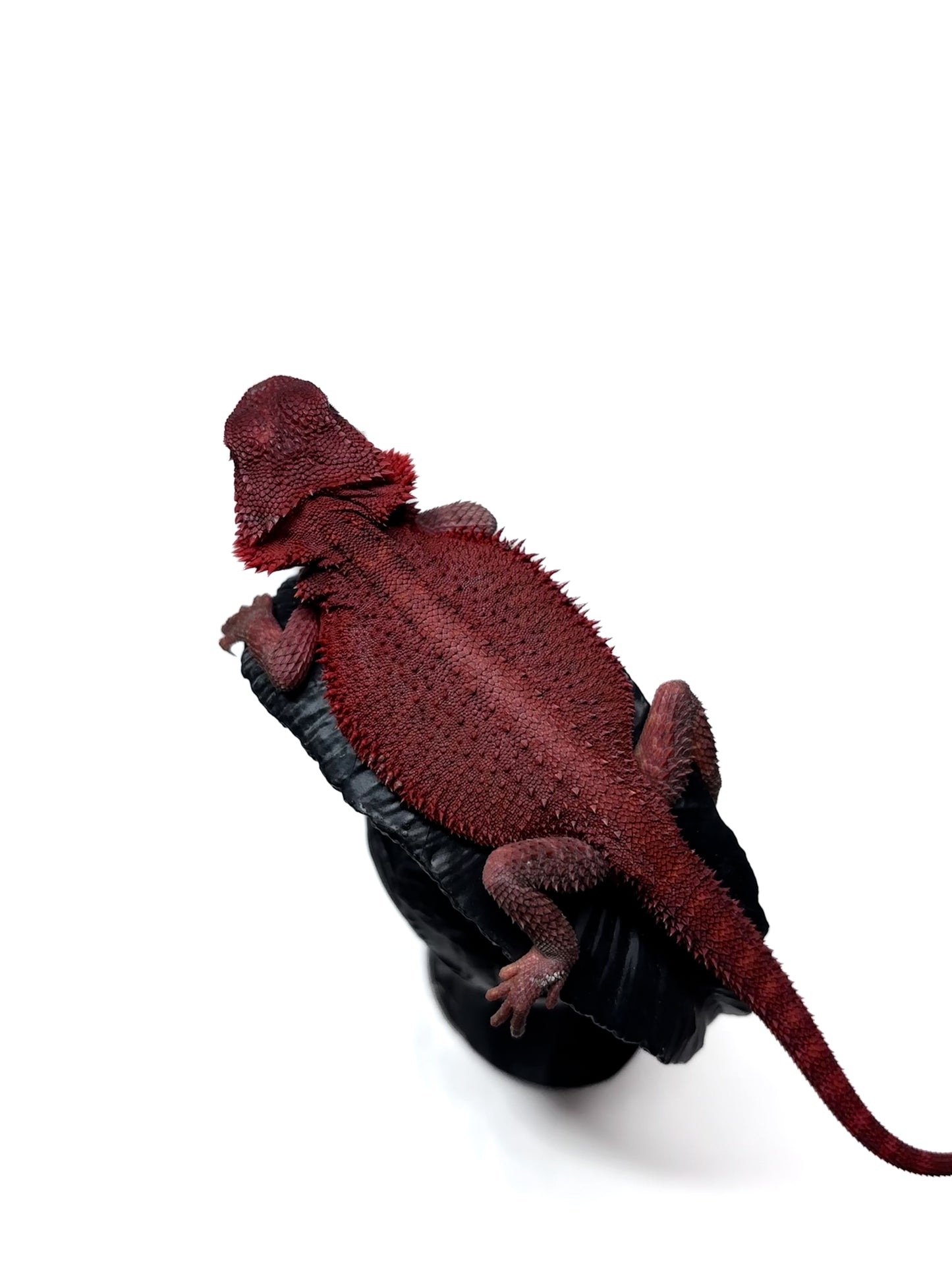 🩸 #4 Extreme Dark Red Monster Trans🩸