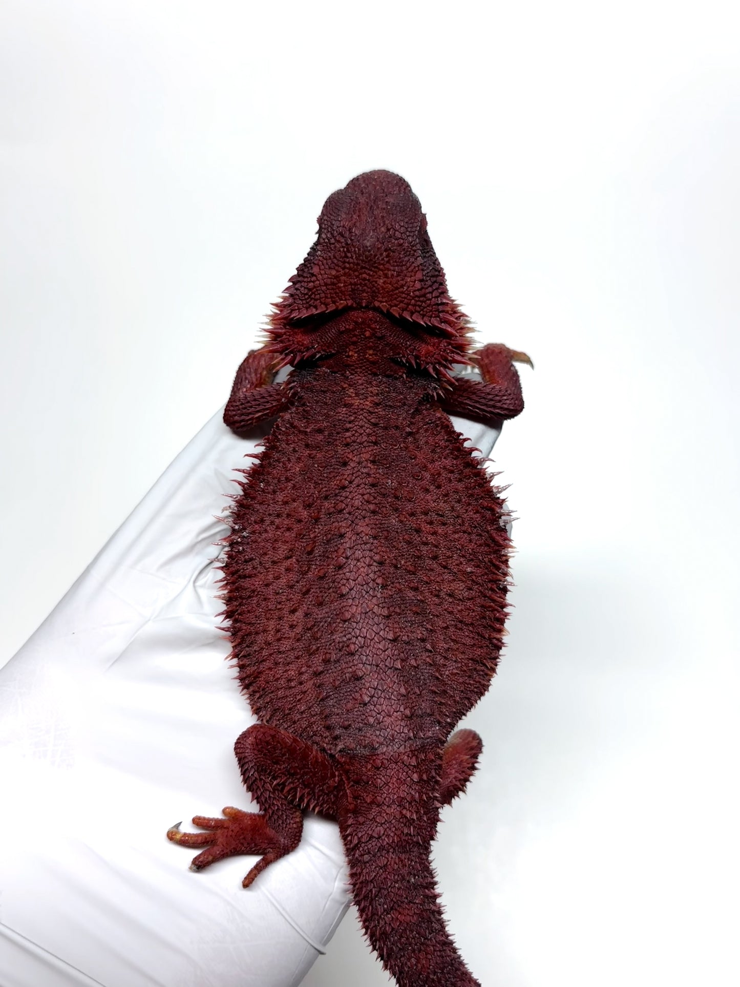 🔥#3 Extreme Dark Red Monster Trans🔥