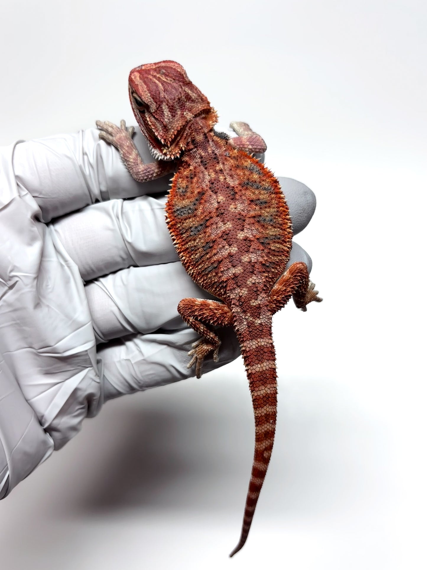 🔥 #27 Half Red Monster Hypo Tiger