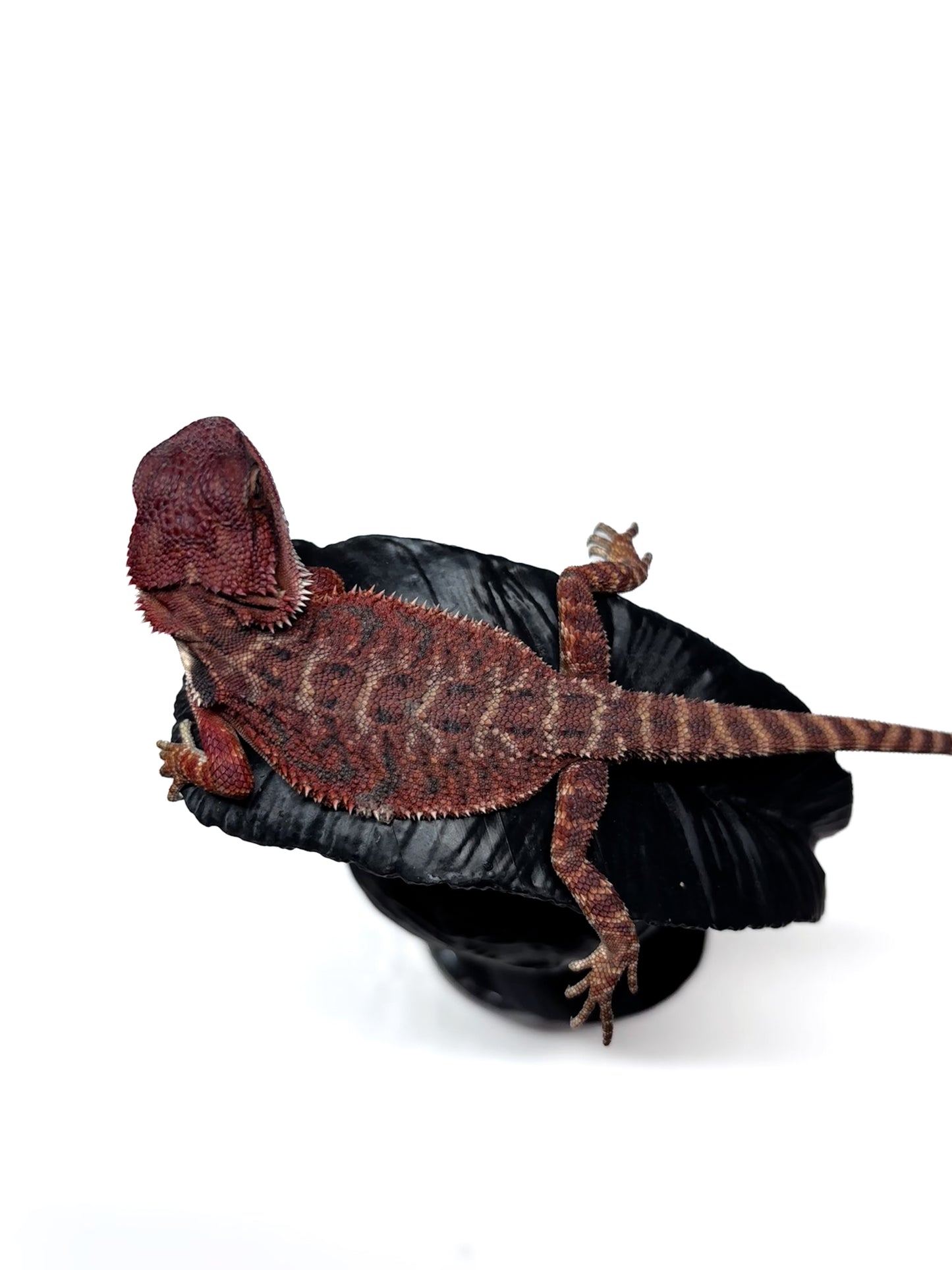 🩸 #4 Extreme Dark Red Monster Tiger🩸