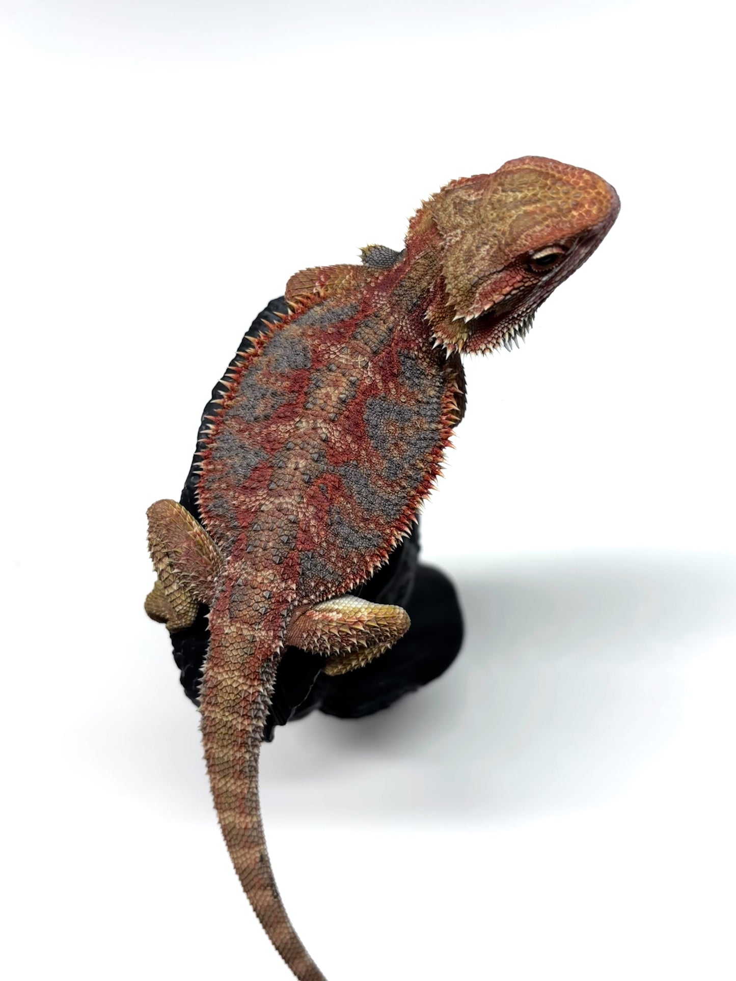 🌈 #21 Hypo Rainbow Blue Tiger🌈