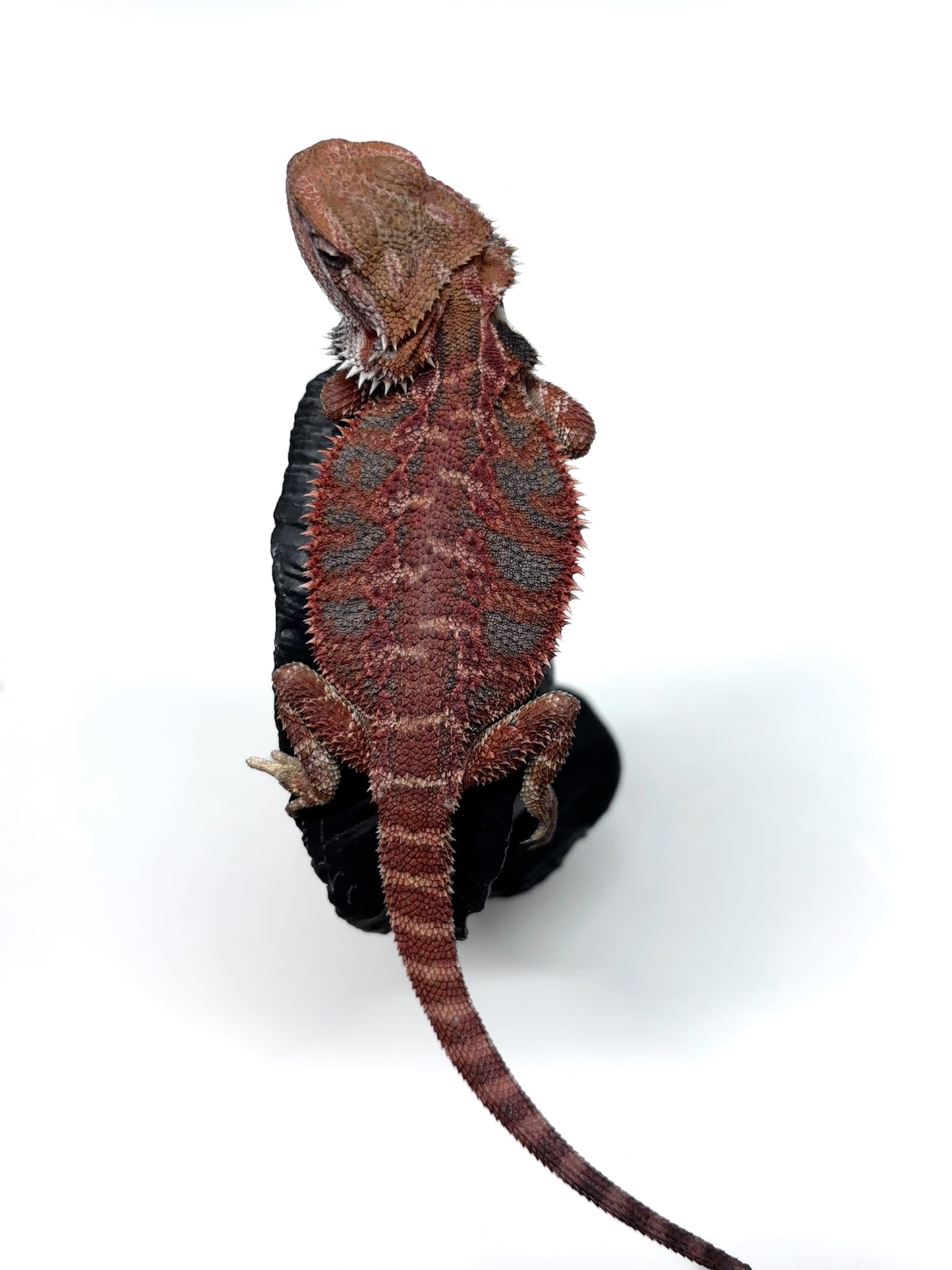 💙🔥#12 Red Blue Tiger 🔥💙