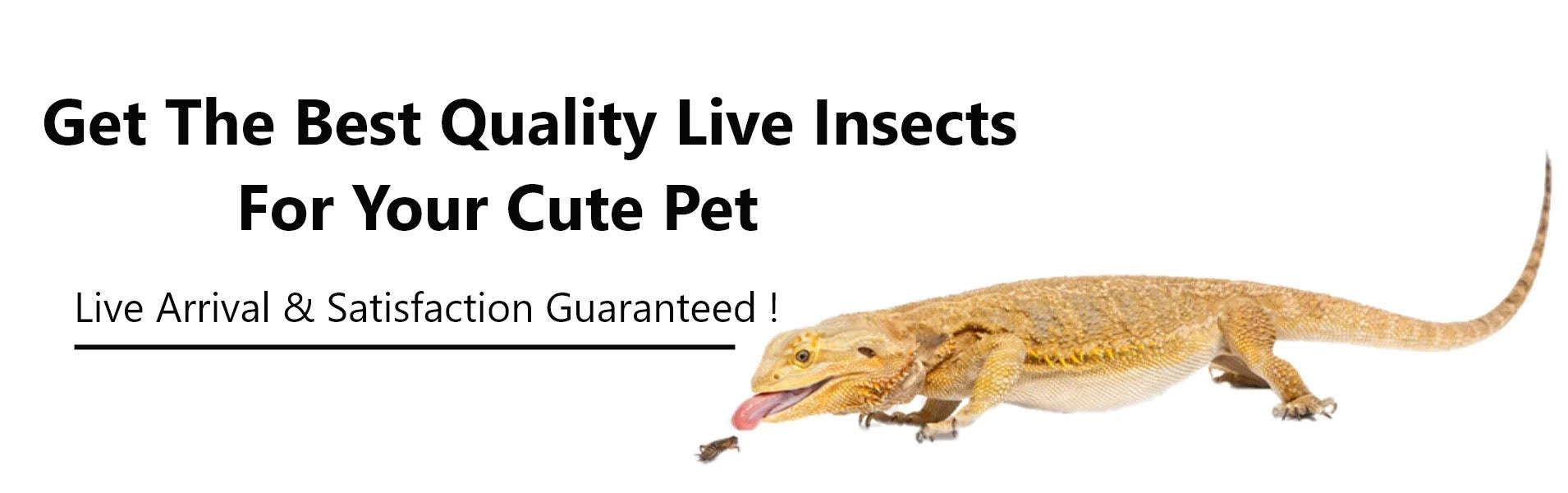 https://aestheticcritters.store/collections/dragons