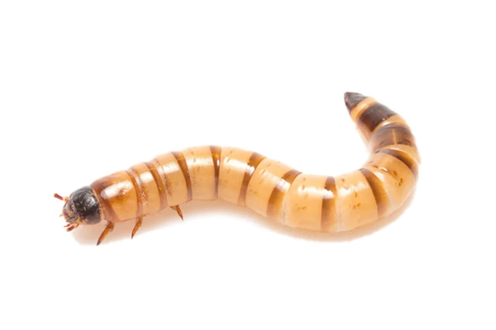 Superworms